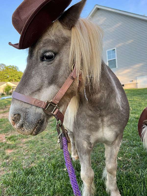 kid-safe-pony