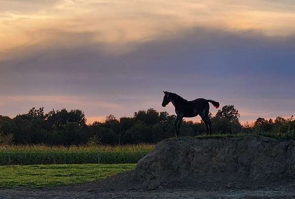 tennessee-walking-horse-for-sale