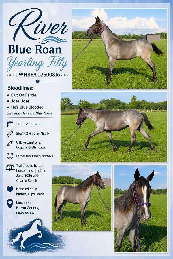 blue-roan-roan-twhbea-filly-yearling