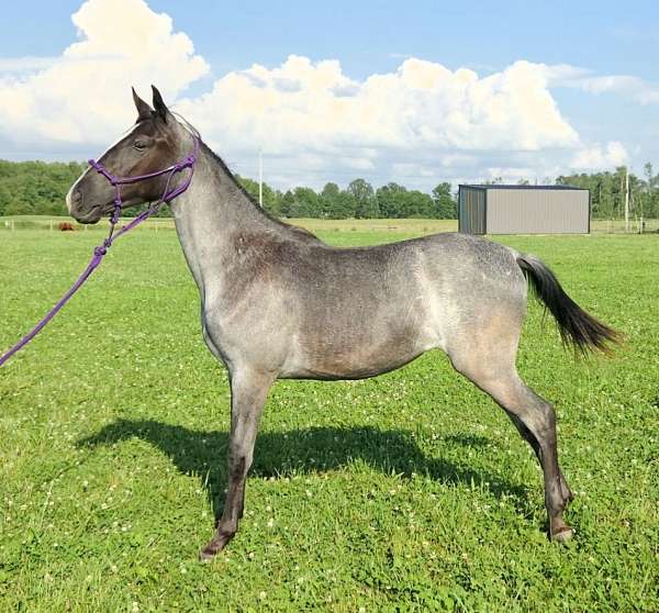 tennessee-walking-filly