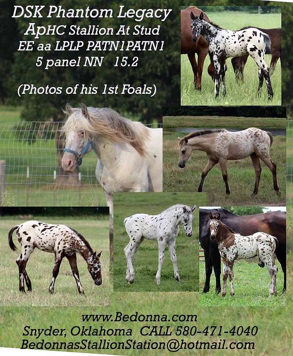 aphc-stallion-appaloosa-horse