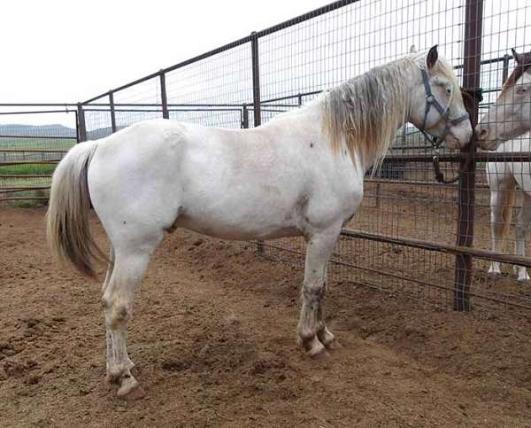 aphc-stallion-horse