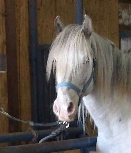 lplp-stallion