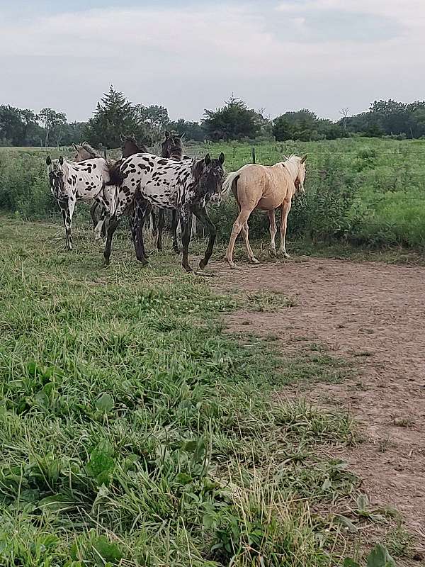 appaloosa-filly