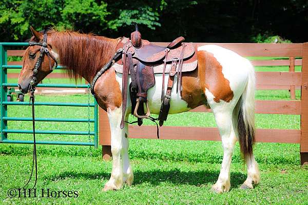 all-around-paint-horse