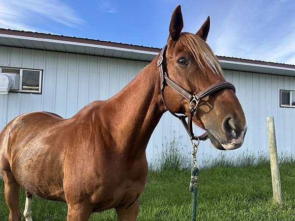 beginner-thoroughbred-horse