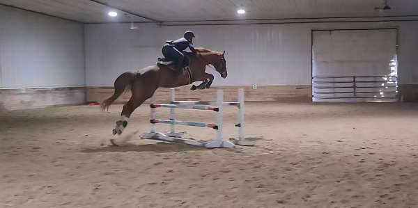 dressage-thoroughbred-horse