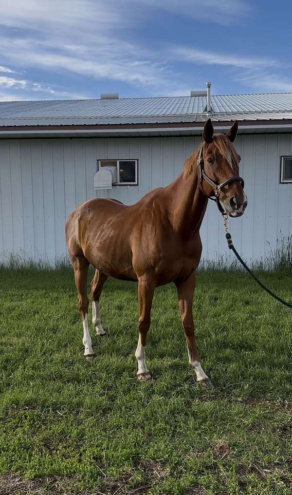 drill-team-thoroughbred-horse