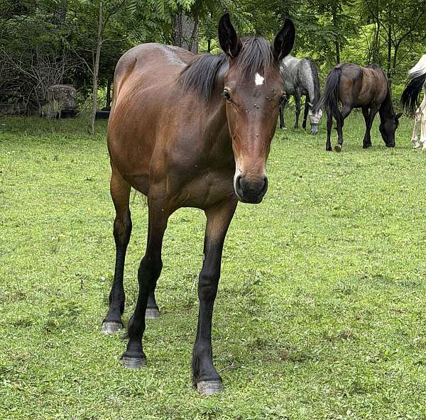 standardbred-filly-mare
