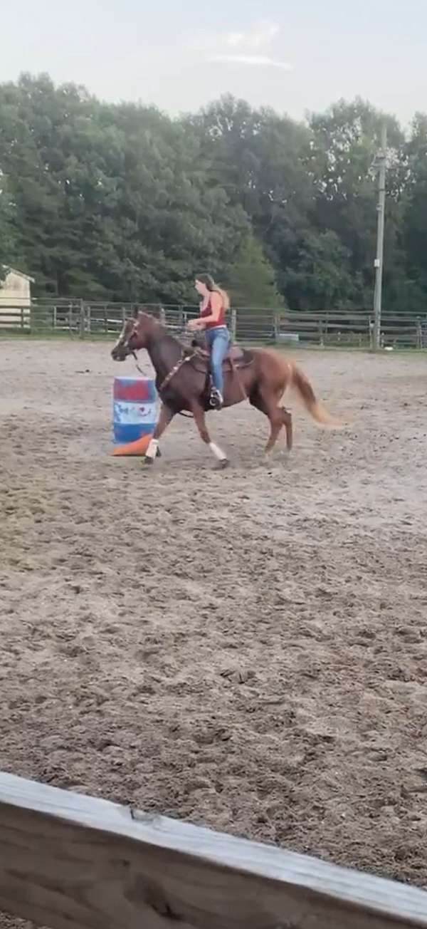 quarter-horse-mare