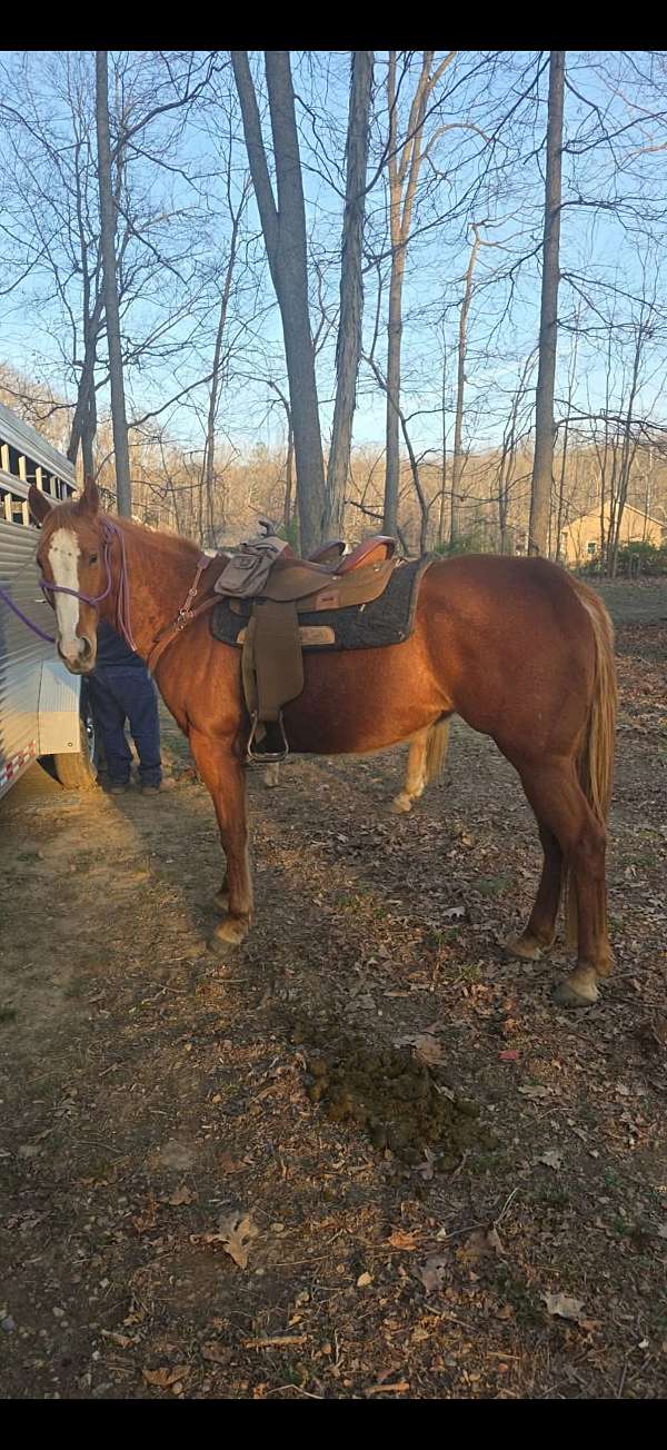quarter-horse