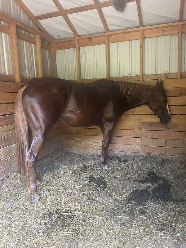 quarter-horse-for-sale