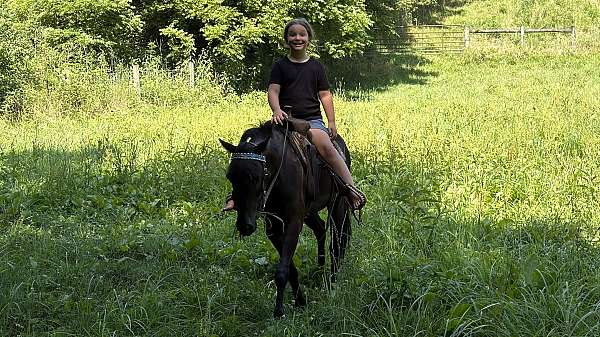 all-around-belgian-horse