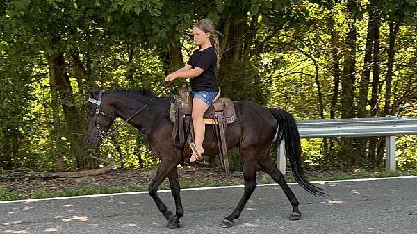 beginner-belgian-horse