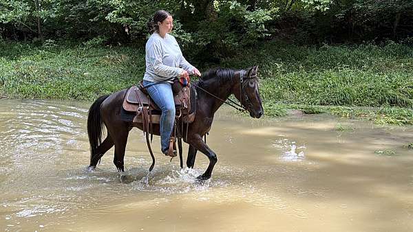 english-pleasure-belgian-horse
