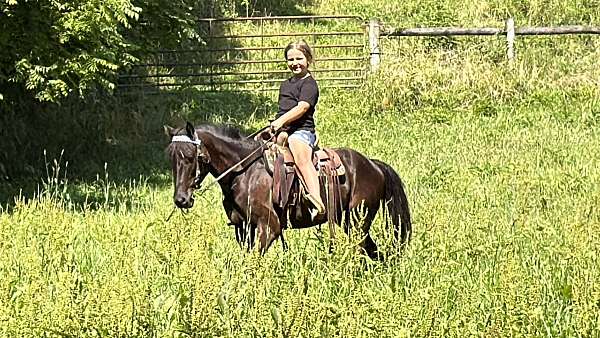 experienced-belgian-horse
