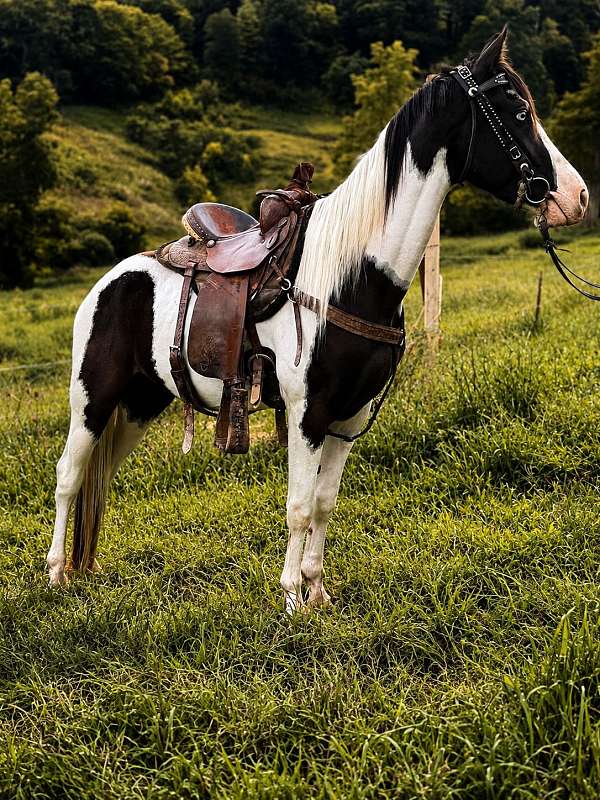 companion-quarter-horse