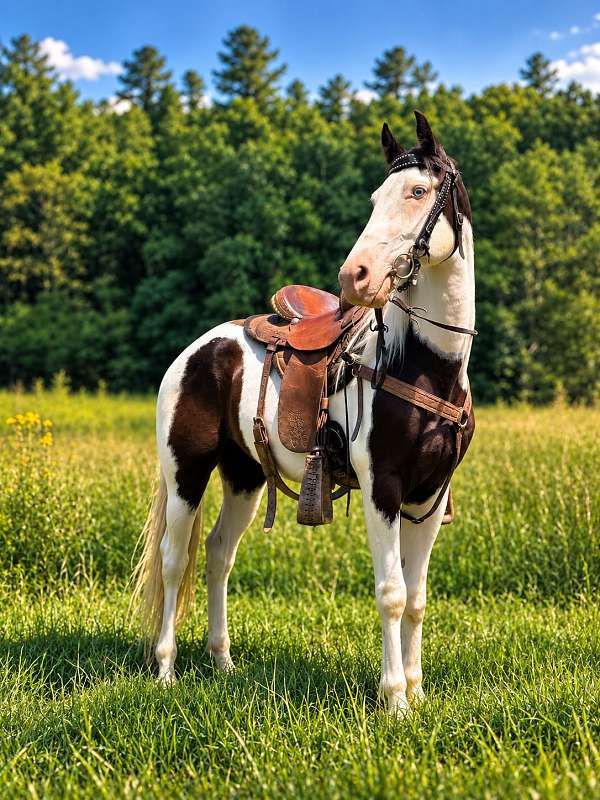 field-trial-quarter-horse
