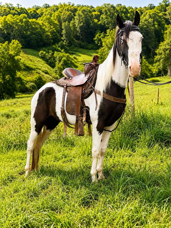 halter-quarter-horse