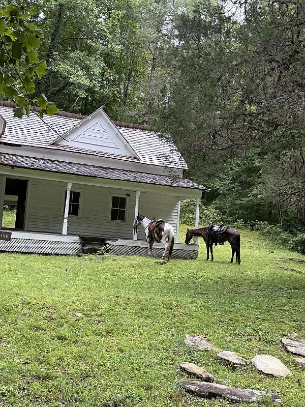 around-quarter-horse