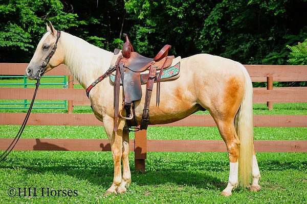 all-around-quarter-horse