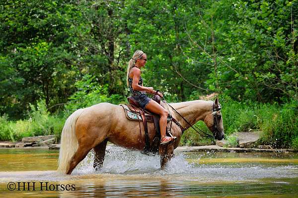 beginner-quarter-horse