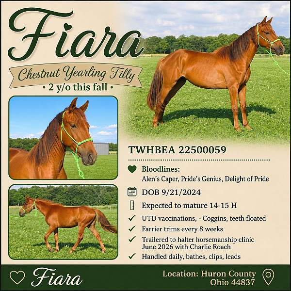 halter-horsemanship-tennessee-walking-horse
