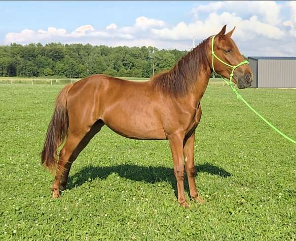 chestnut-tennessee-walking-filly-yearling