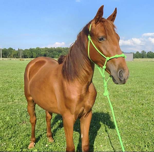chestnut-halter-horsemanship-horse
