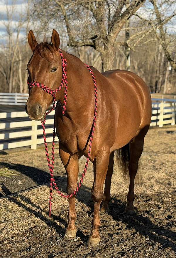 all-around-quarter-horse