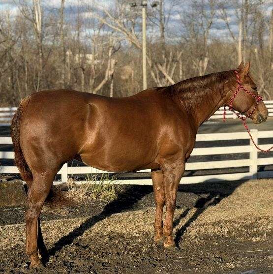 athletic-quarter-horse
