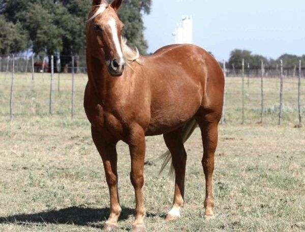 all-around-quarter-horse