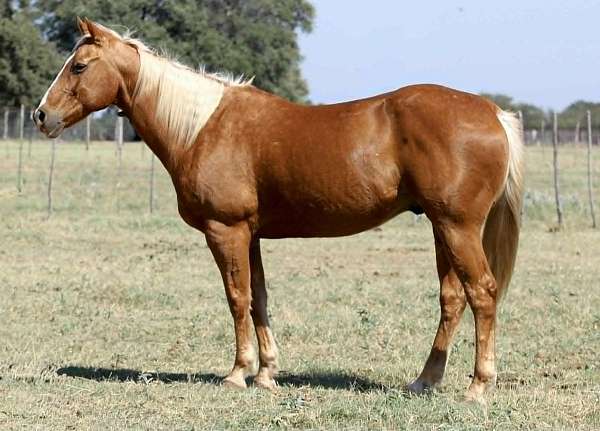 athletic-quarter-horse