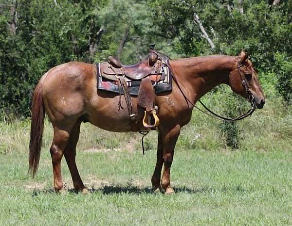 all-around-quarter-horse