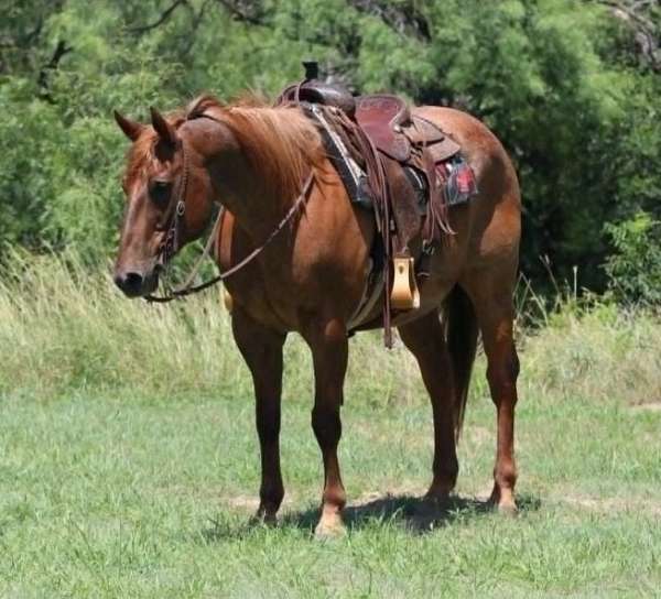 athletic-quarter-horse