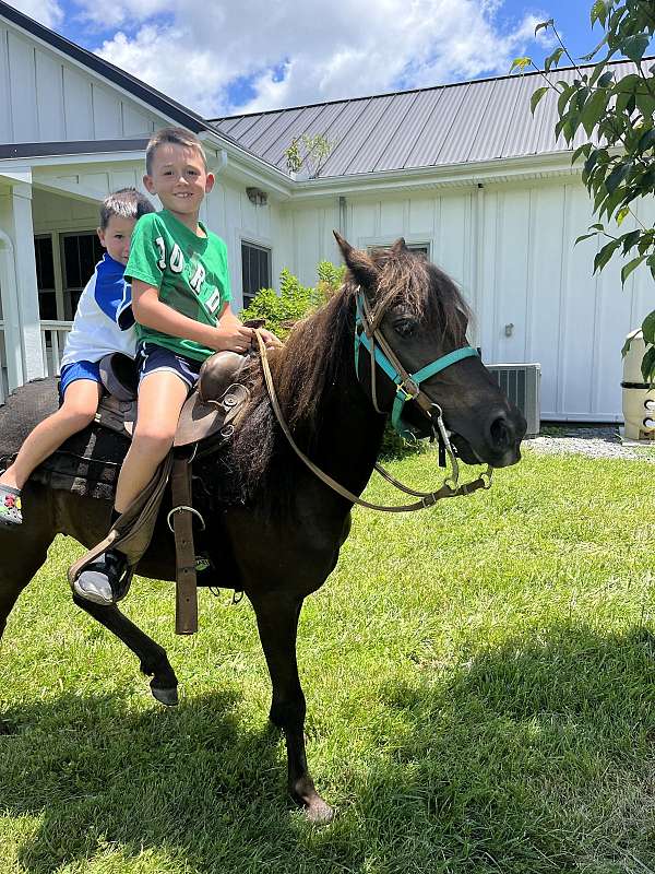 welsh-pony-for-sale