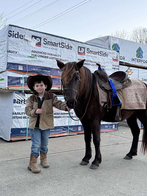 welsh-pony-mare