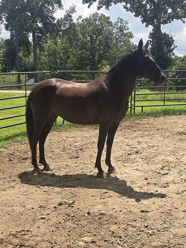 advanced-quarab-horse