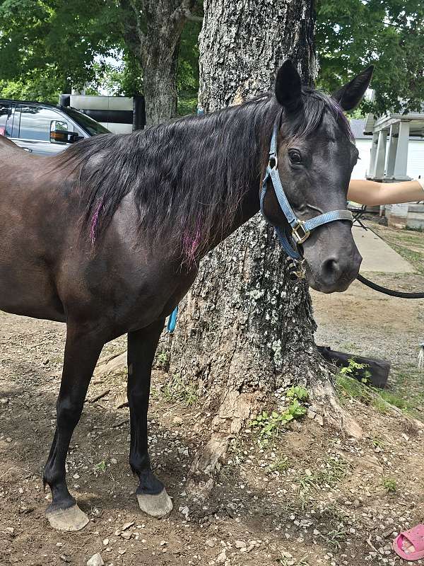 advanced-beginner-quarab-horse