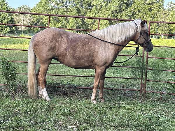 all-peruvian-paso-horse