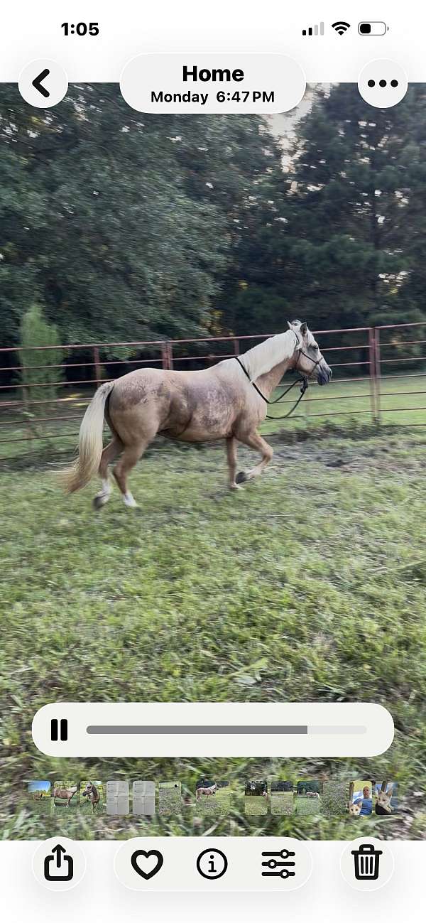 naturally-gaited-peruvian-paso-horse