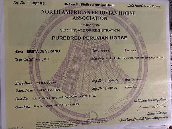 ride-peruvian-paso-horse