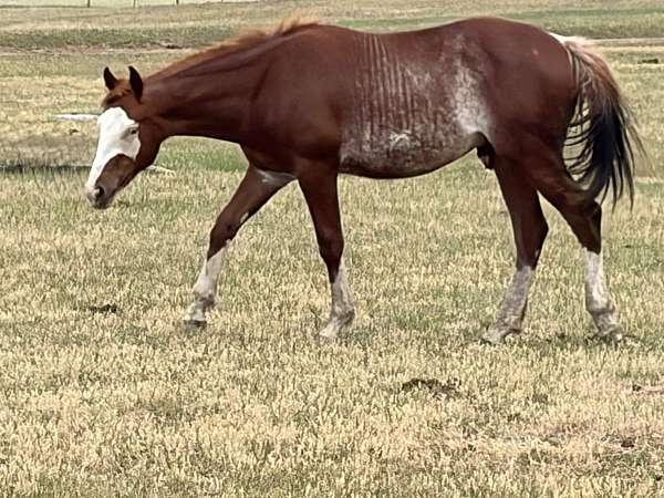 all-disciplines-colt