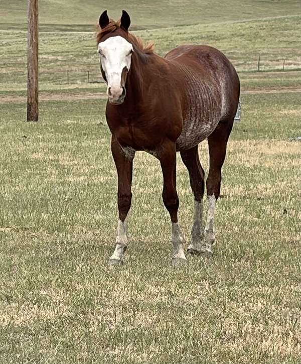 miss-n-cash-horse