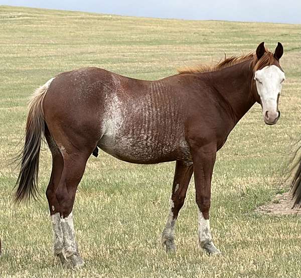 aqha-prospect-colt