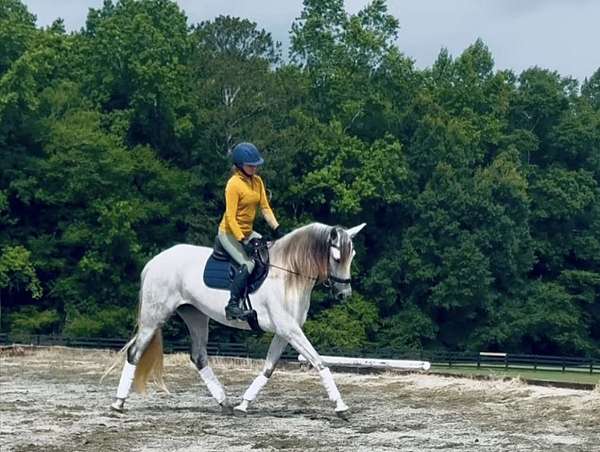 andalusian-horse-for-sale