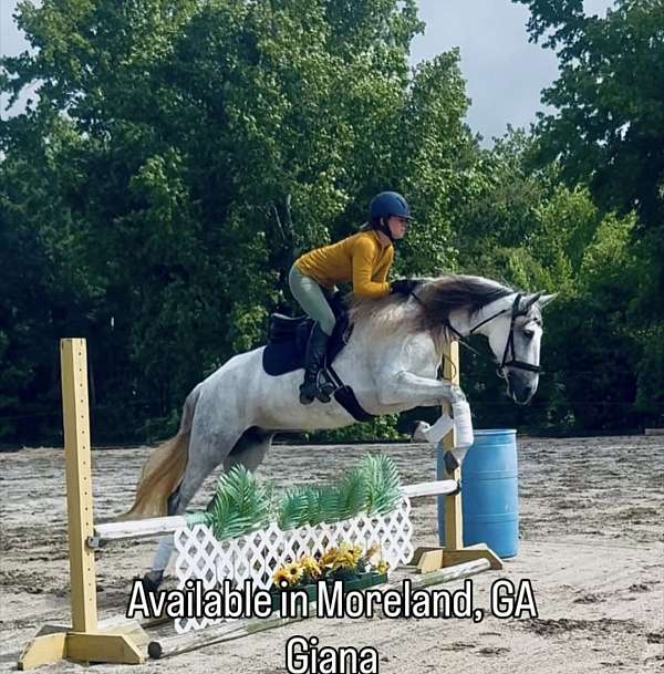andalusian-horse