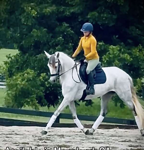 andalusian-mare