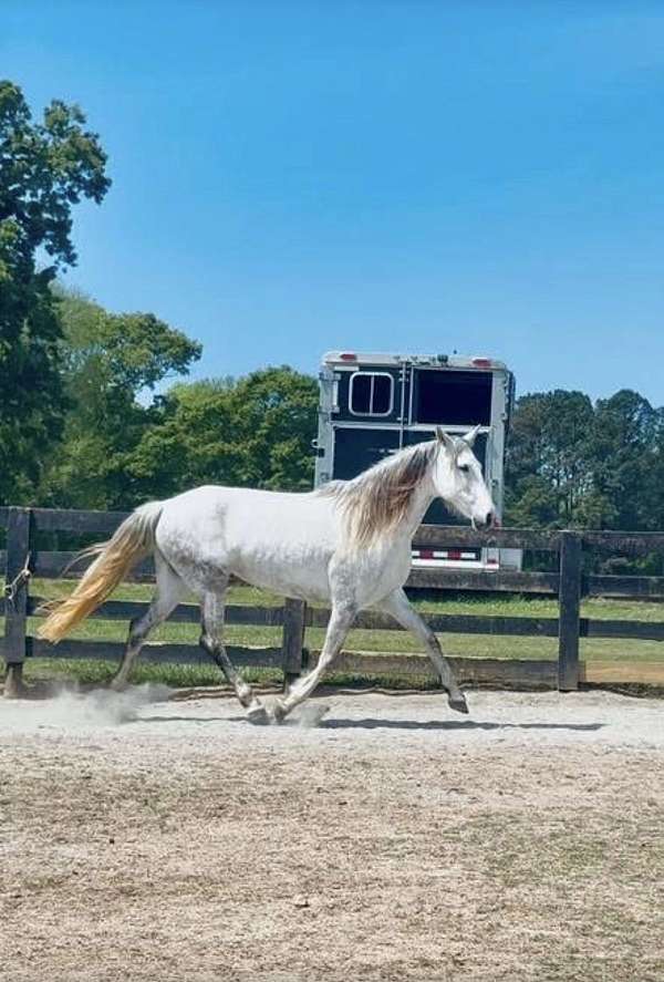 andalusian