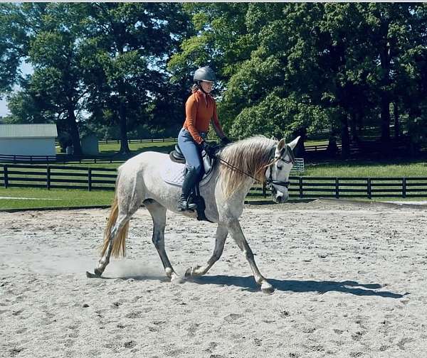 dressage-andalusian-horse